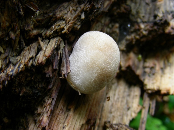 645 Aprile vecchio ritrovamento